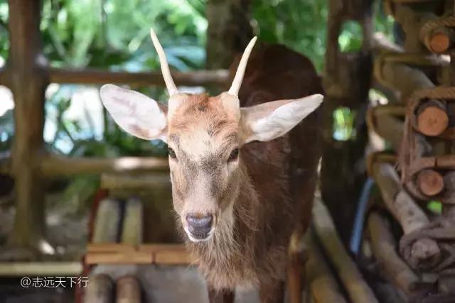 三亚最值得小朋友去的地方,三亚美景小孩最喜欢玩的地方