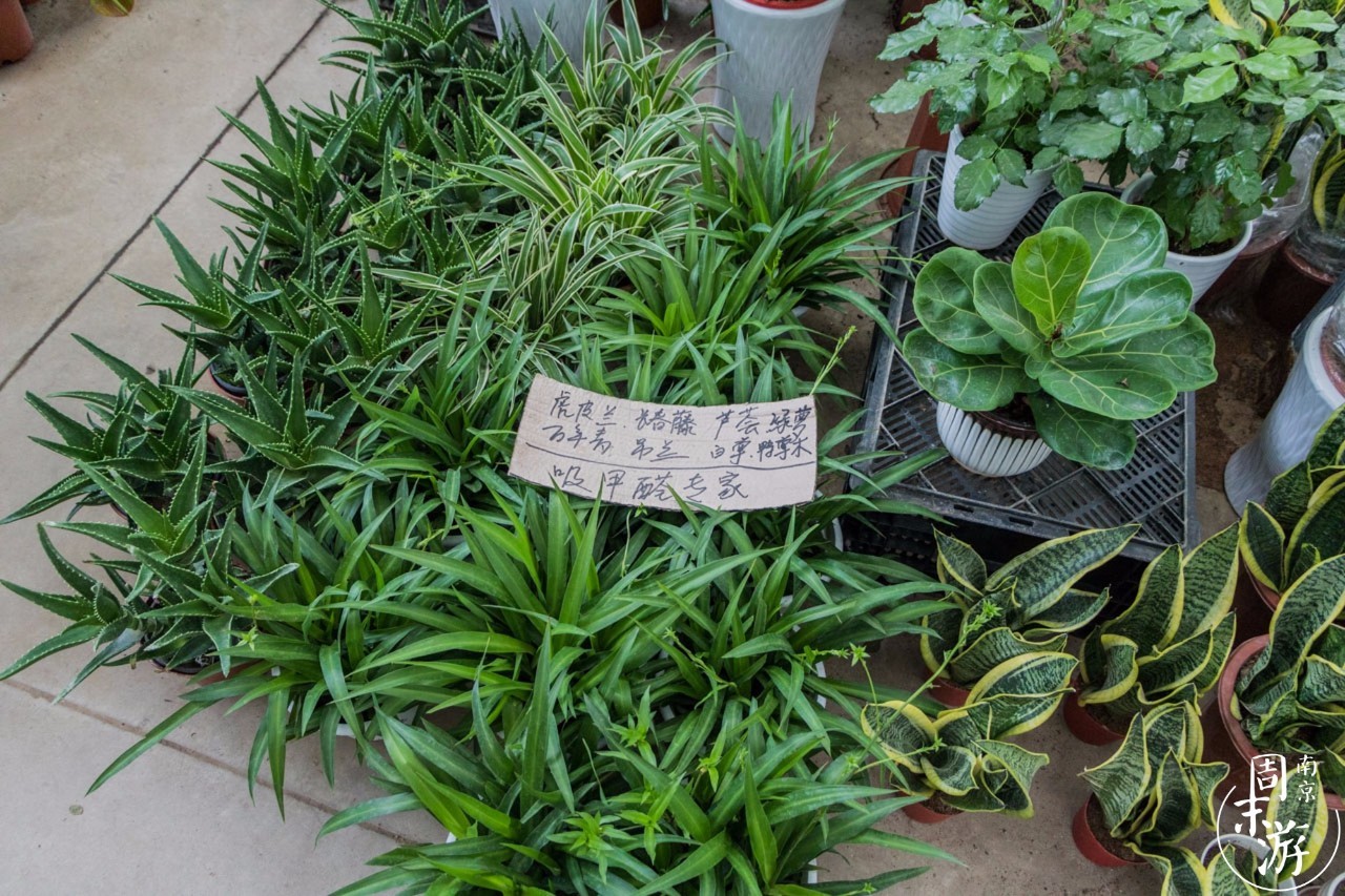 南京市最大的花鸟鱼虫市场在哪里,逛花鸟鱼虫市场的视频