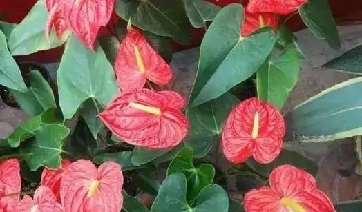 新装修的房子什么植物可以去甲醛,植物吸甲醛好还是活性炭吸甲醛好