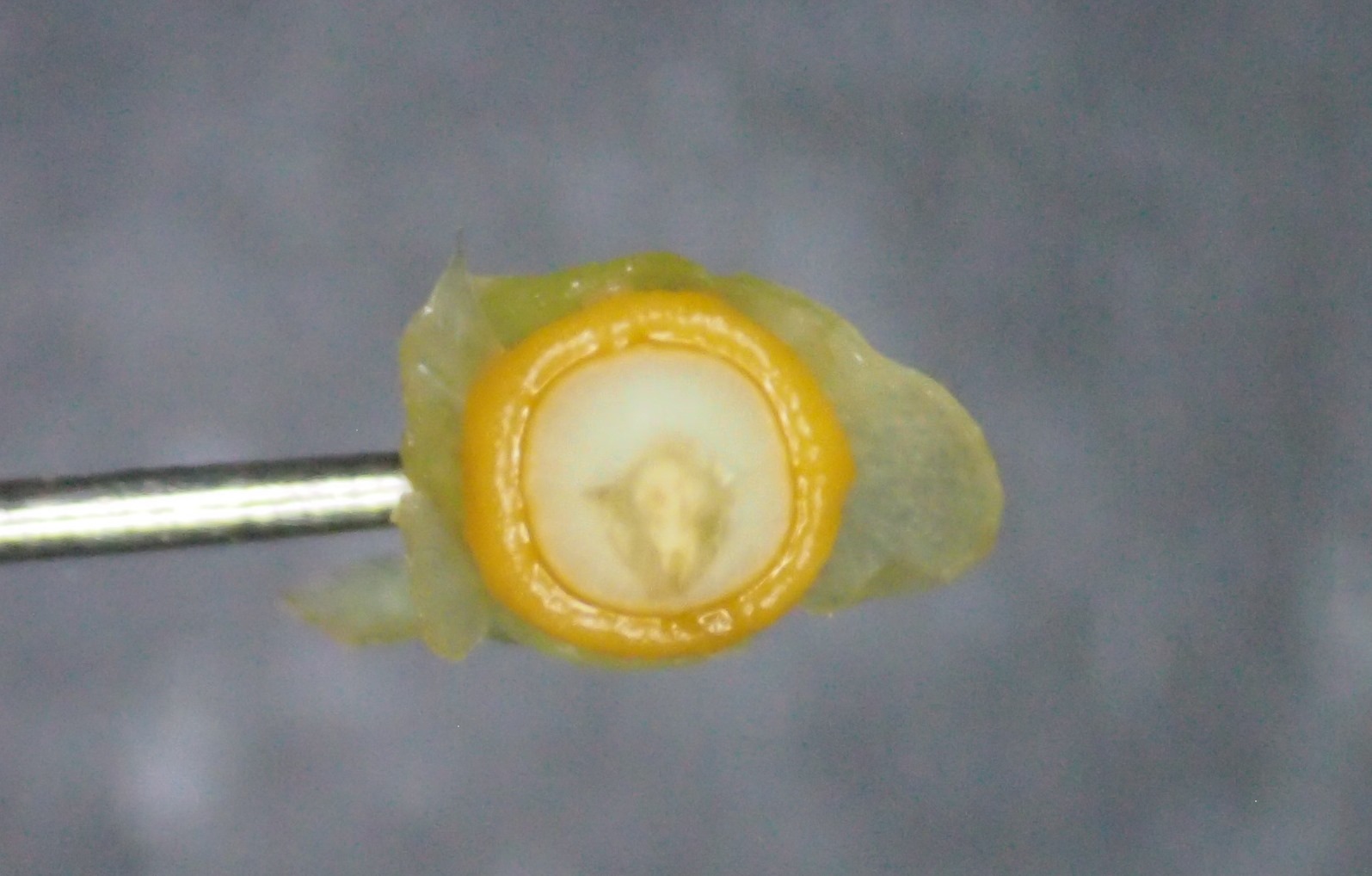 旋花：篱天剑斩妖除魔，大喇叭高奏凯歌