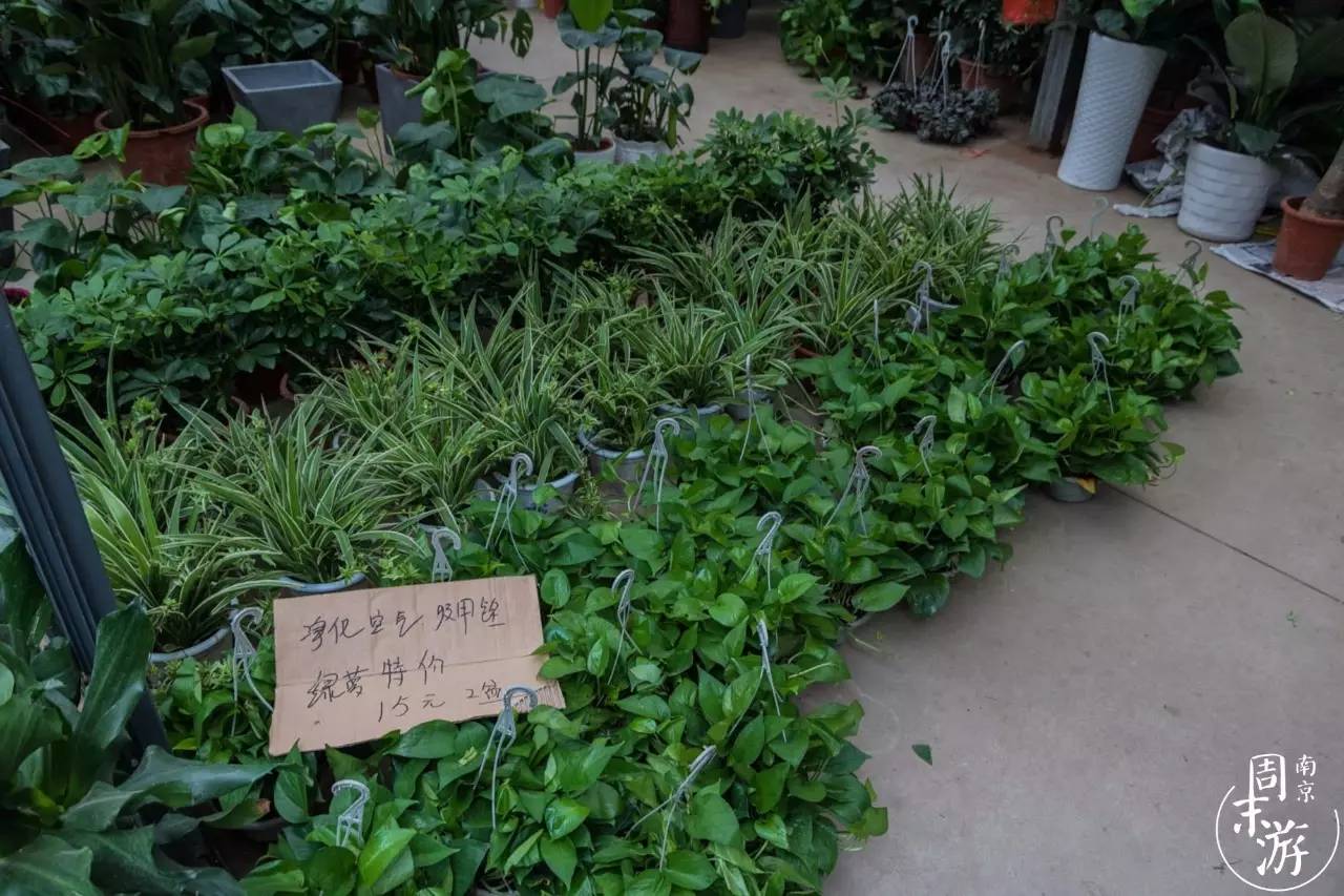 逛花鸟鱼虫市场的视频,逛各种花鸟市场