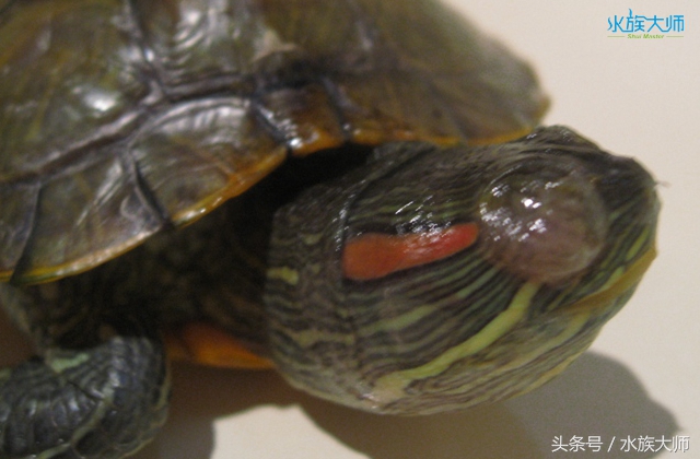 龟容易得的病和防范方式,怎样才可以判断龟龟生病了