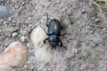 潮汕昆虫图片大全,你不知道的昆虫名称