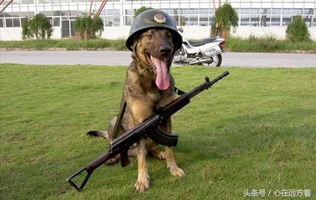 警犬训练视频德国牧羊犬,德国牧羊犬训练视频教程全集