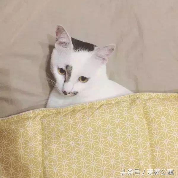 单身独居女青年,必备租房布置攻略