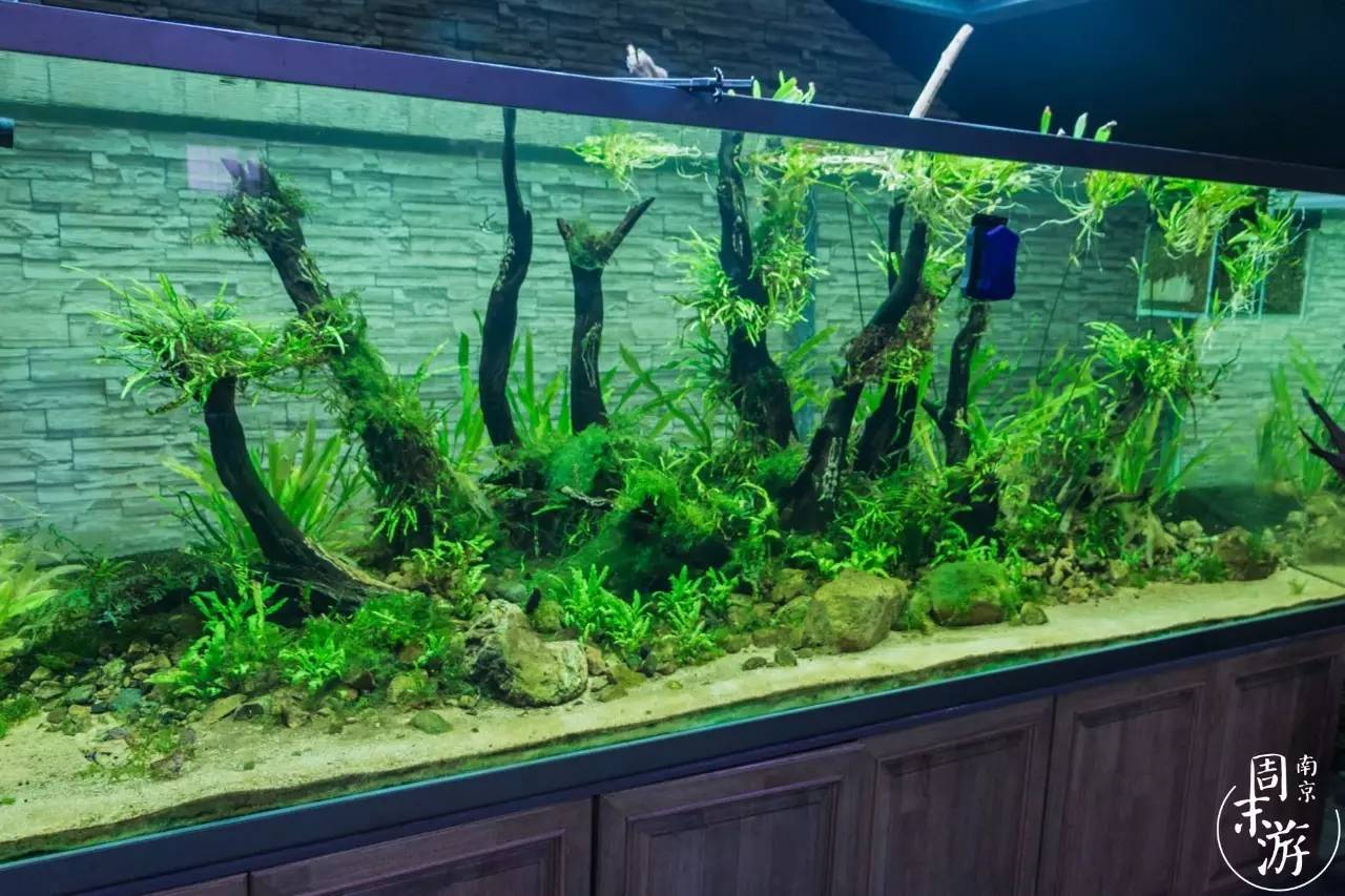 南京夫子庙花鸟鱼虫市场,南京花鸟鱼虫市场