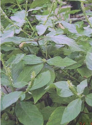 潮汕青草药书大全,潮汕青草药使用大全