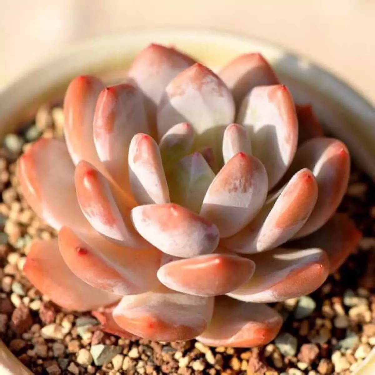 韩国多肉好卖吗,韩国奶酪多肉与国内区别