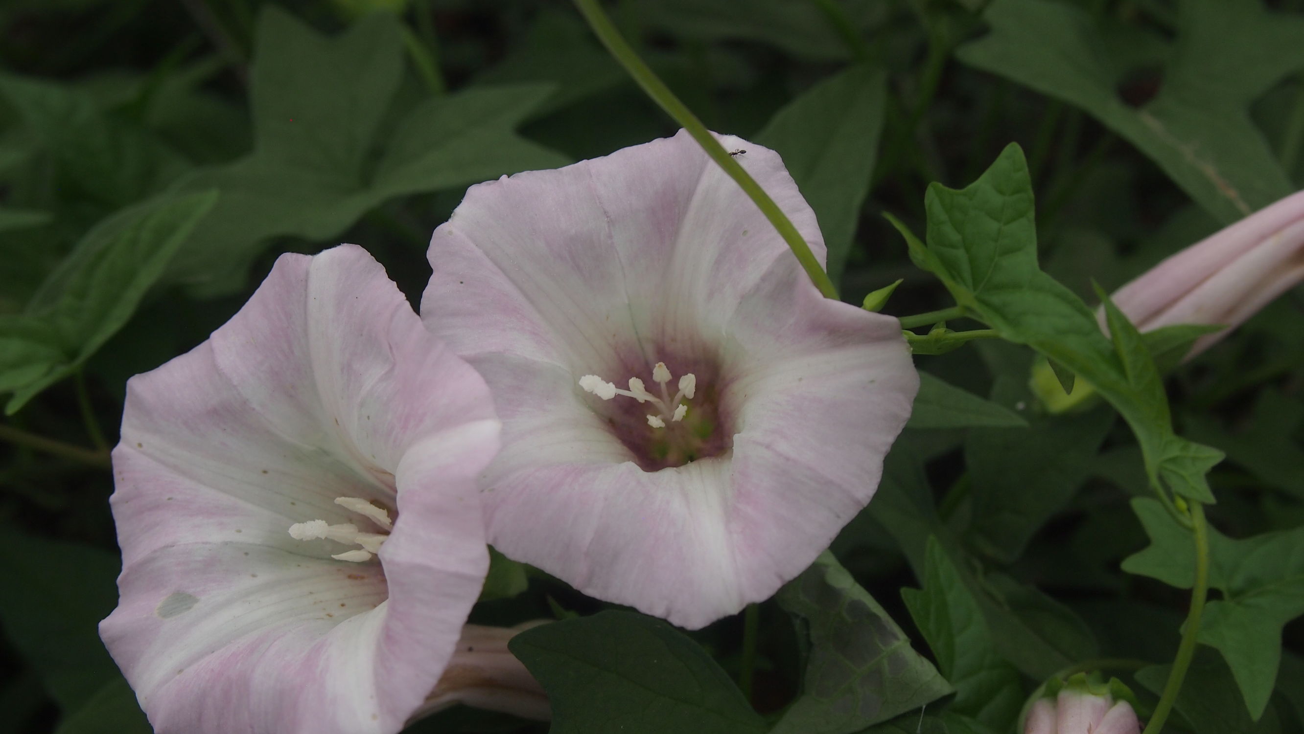 旋花：篱天剑斩妖除魔，大喇叭高奏凯歌