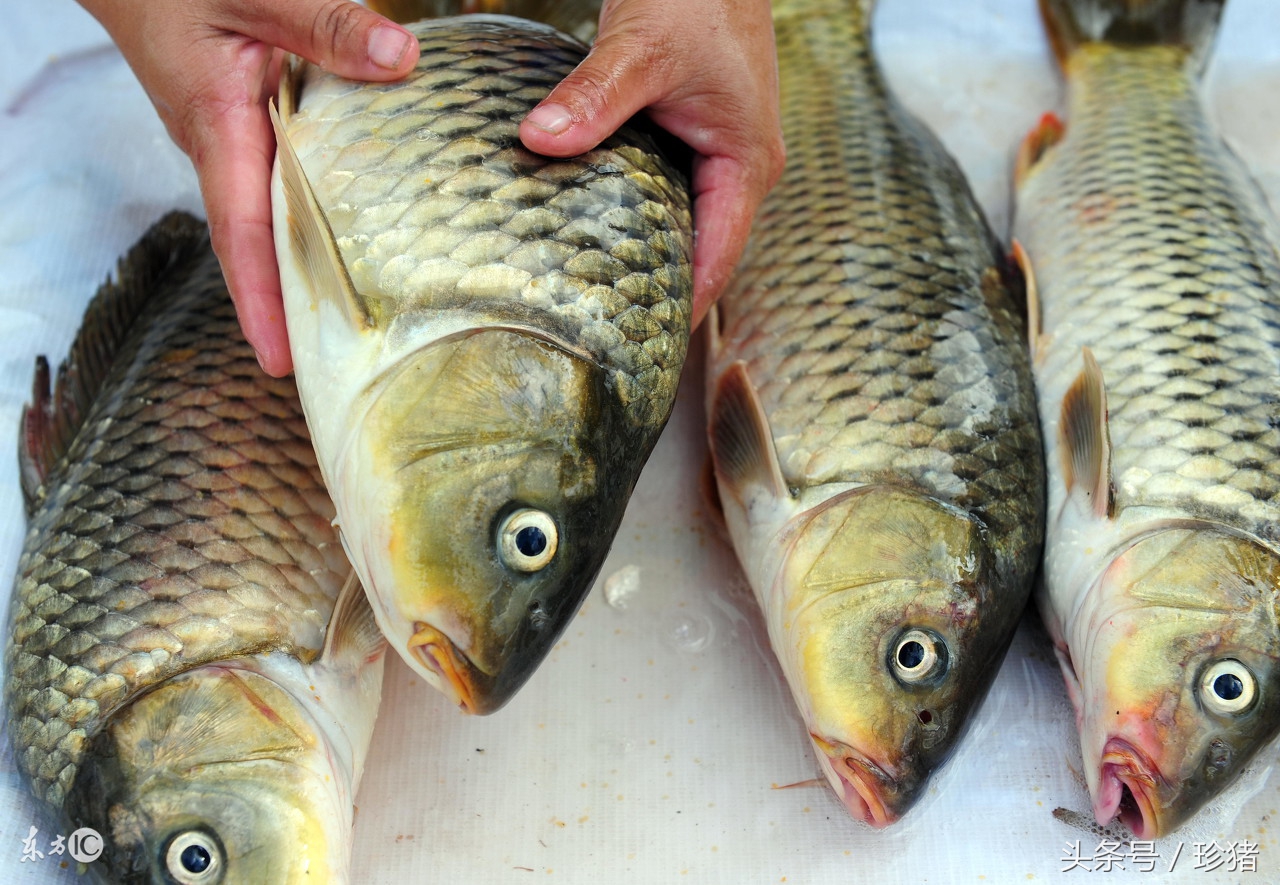 网箱养鱼正确方法,网箱养鱼的注意事项