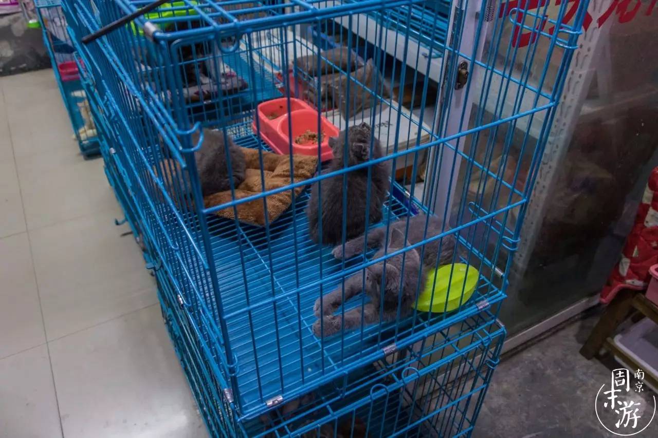南京的花鸟市场在什么地方,南京夫子庙花鸟鱼虫市场