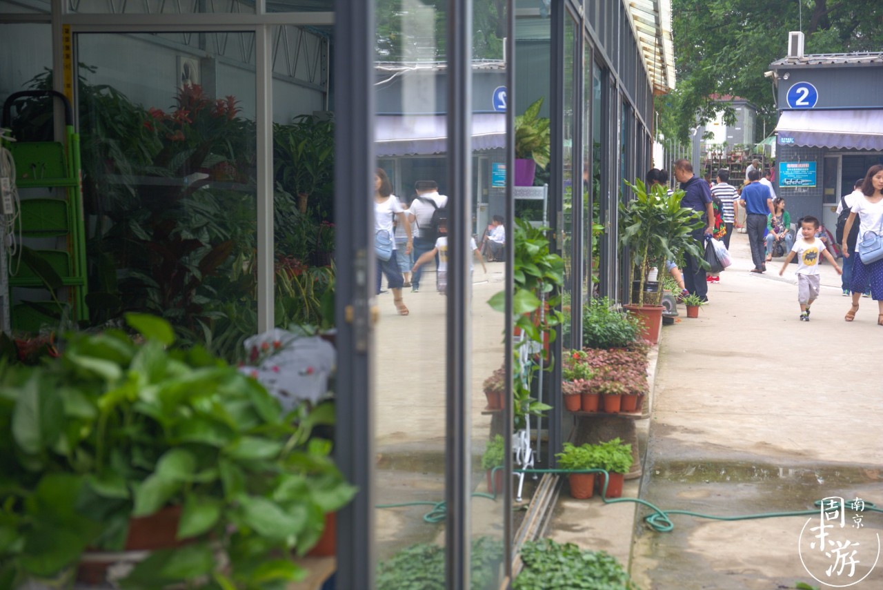 南京花鸟鱼虫市场,南京最大的花鸟虫市场