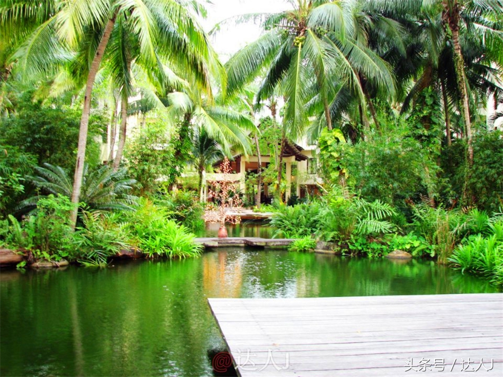 达人J:新马声色任逍遥