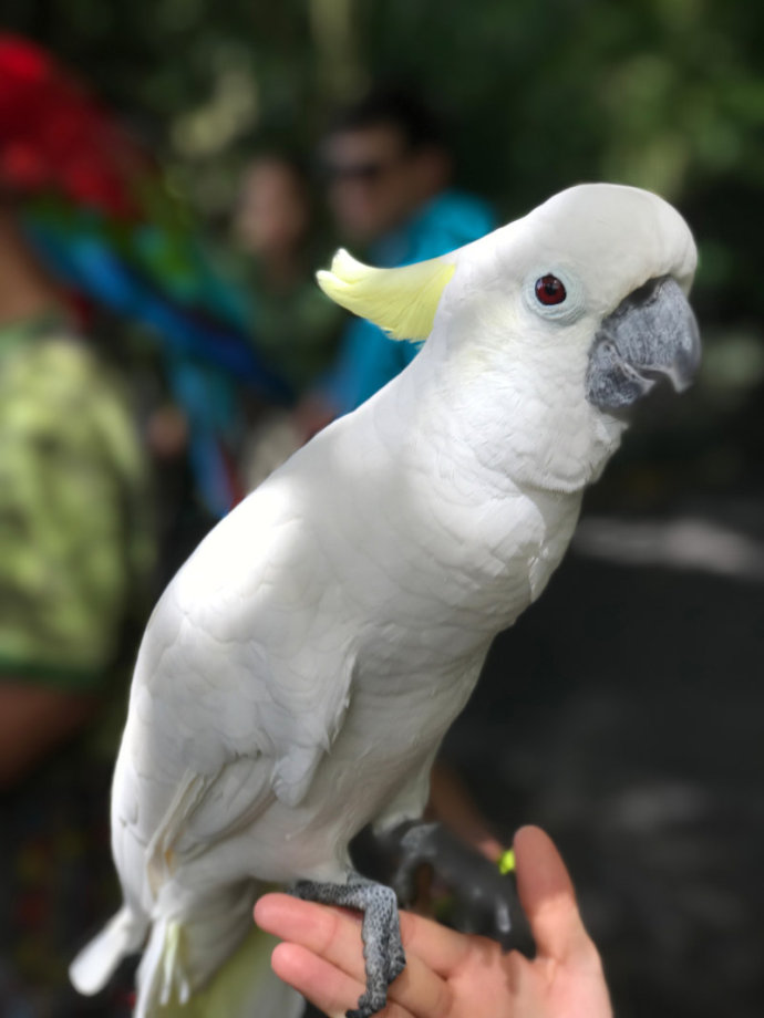 热带雨林里的美食,来这里吃的全是特色!