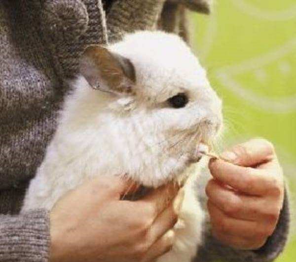 龙猫便秘不动了,龙猫便秘是怎么回事