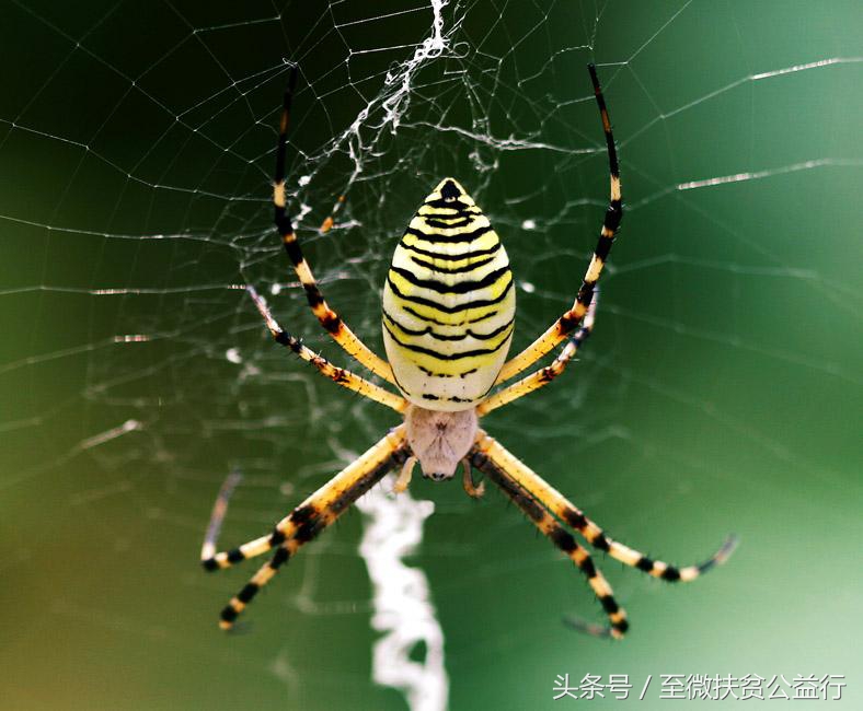 农村动物界的“四大天王”!招惹它们定会让你痛不欲生!
