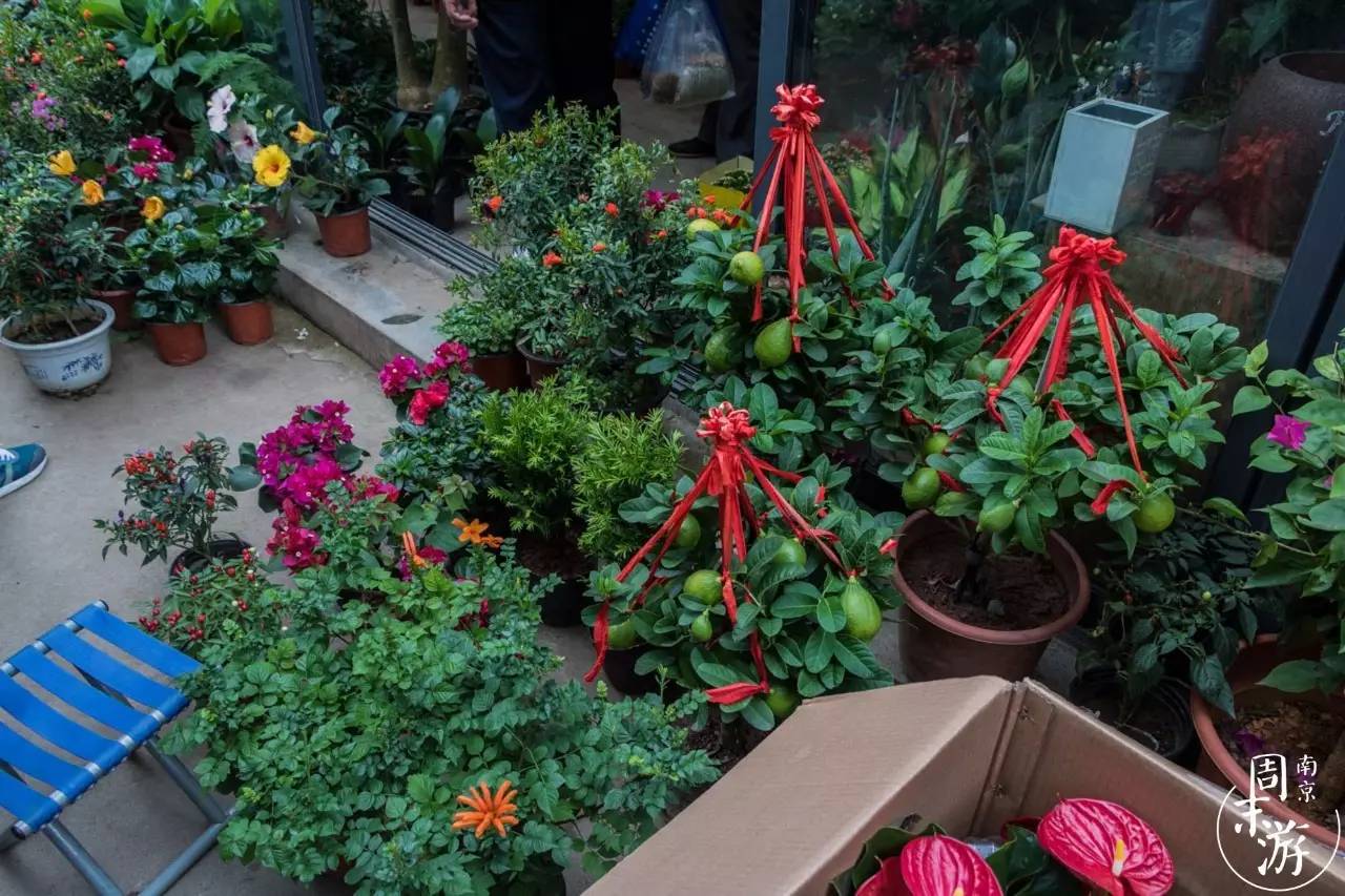 南京花鸟鱼虫市场,南京最大的花鸟虫市场