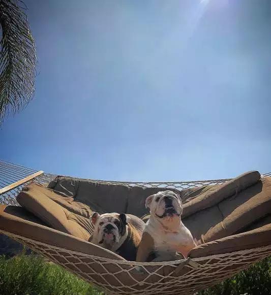 致狗狗的最后一封信,致养狗主人的一封信