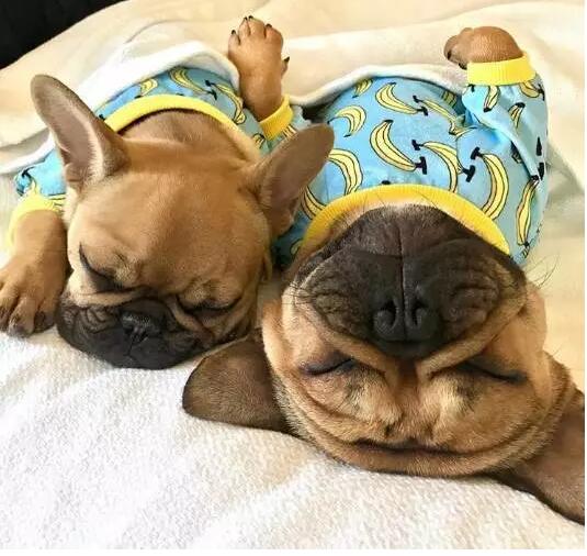 致狗狗的最后一封信,致养狗主人的一封信