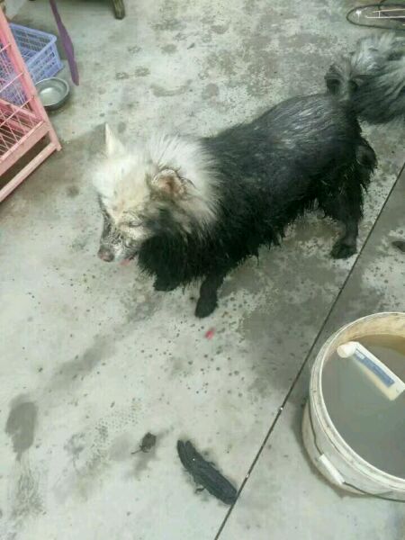 迷路的萨摩耶不小心掉进臭水沟,萨摩耶掉泥坑里变成金毛