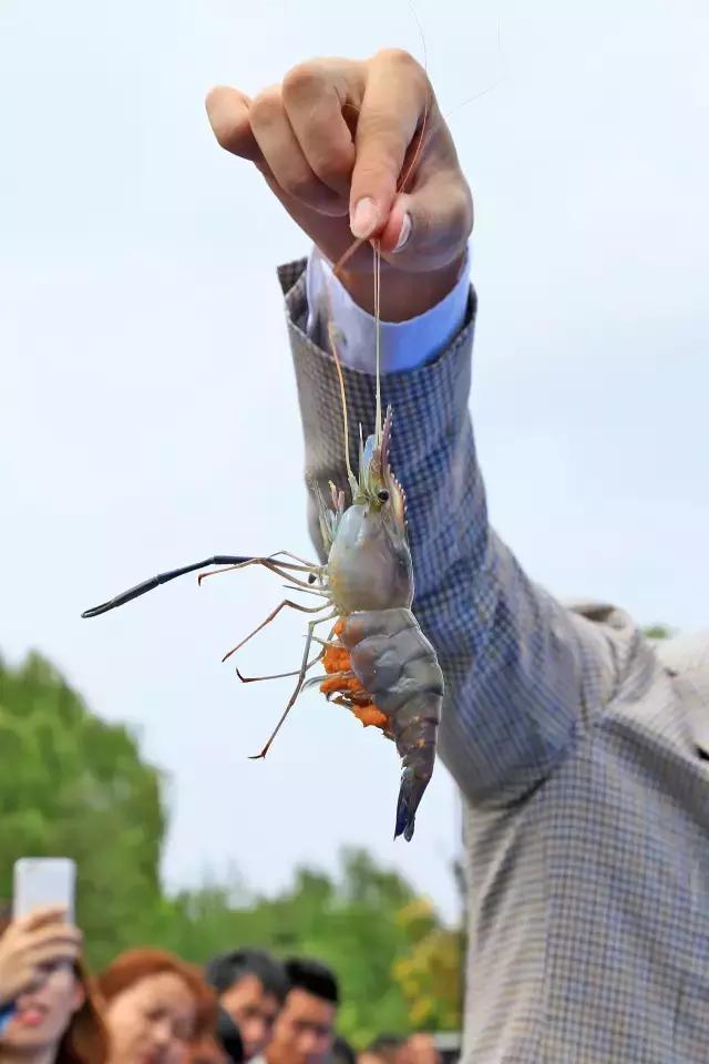 太湖七都美味鱼蟹现捕现吃，还能看鸬鹚，就这么傲娇｜内附视频