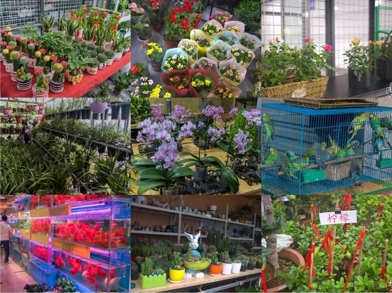 南京有几个花鸟鱼虫市场,南京湿地公园花鸟鱼虫市场在哪里