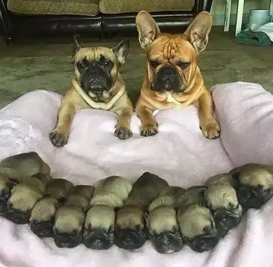 致狗狗的最后一封信,致养狗人士的一封公开信