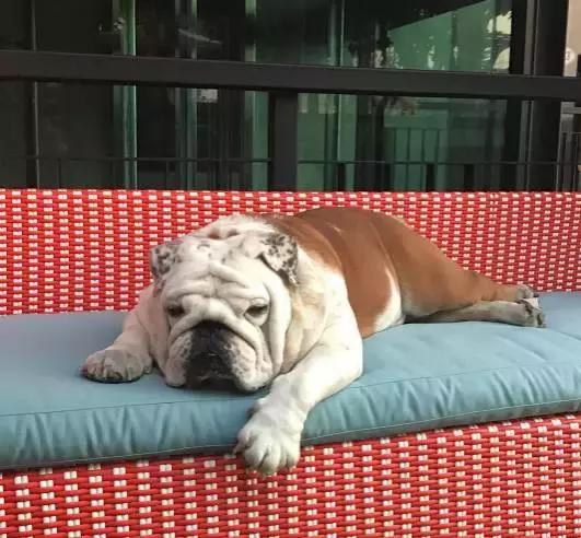 致狗狗的最后一封信,致养狗主人的一封信