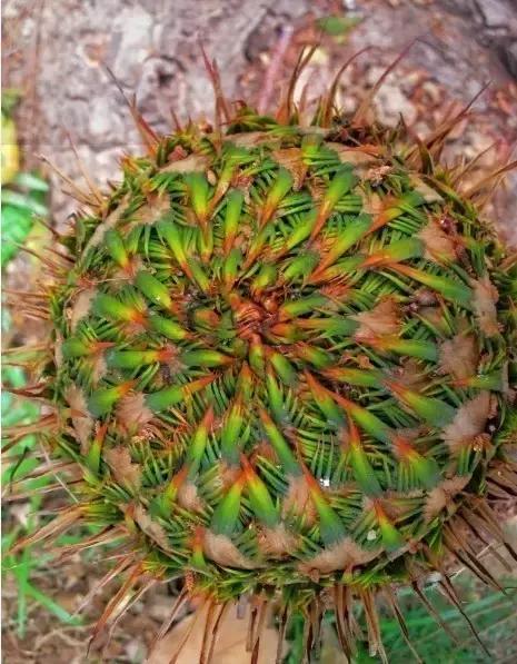 苏铁的产地分布,苏铁原产在哪里