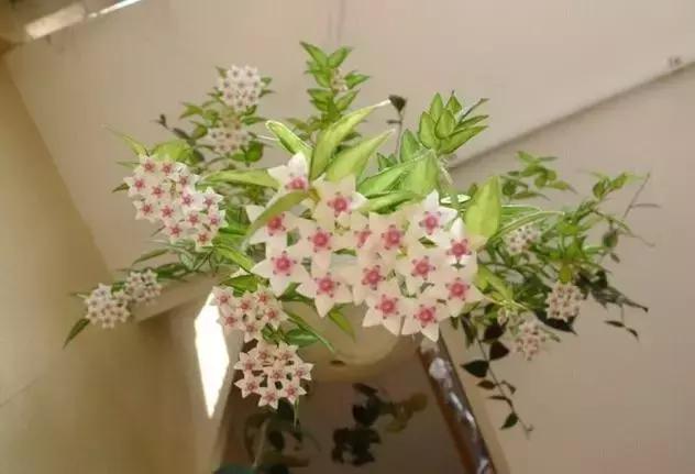 秋天花卉浇水的方法,秋天兰花养护技巧