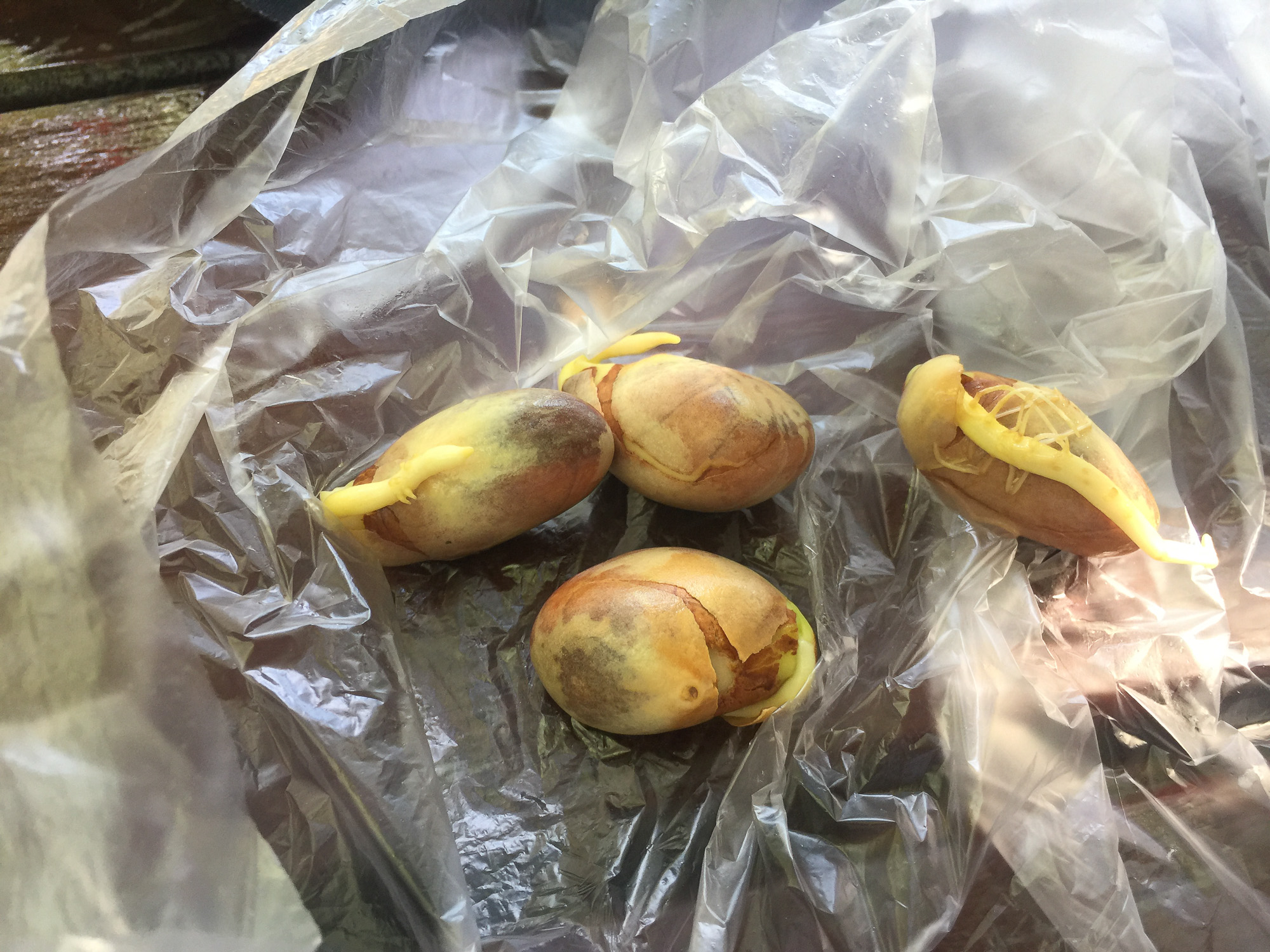 尝遍海南水果,尝遍一年四季水果