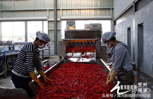 忻州辣椒之乡产业,中国忻州辣椒产业园区