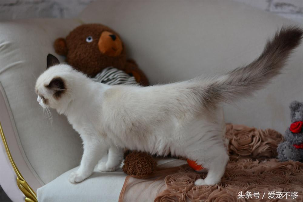 怎么判断一个小奶猫性格好,怎么判断小奶猫羊水干没干净