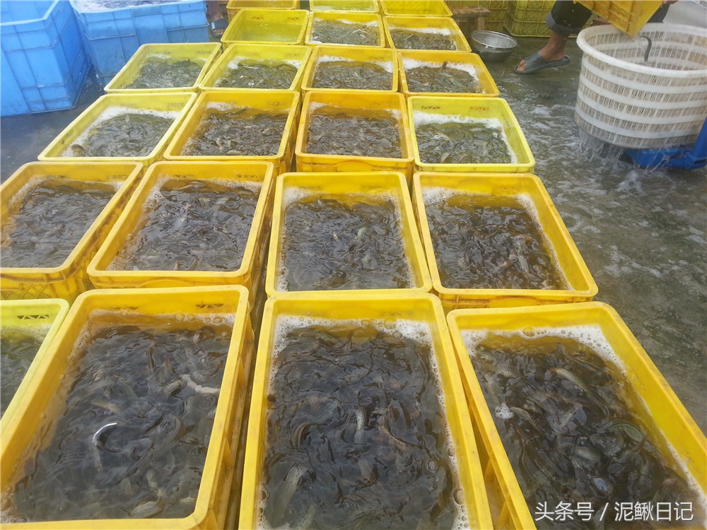 龙虾泥鳅黄鳝养殖一亩多少钱,养殖泥鳅一亩赚多少钱