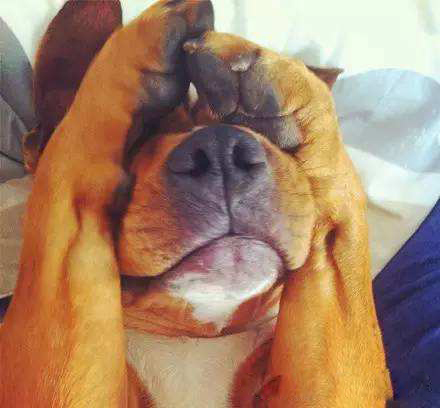 狗狗打疫苗要注意的事项和禁忌,专家回应打疫苗误区