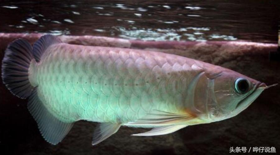 龙鱼红龙鱼才是最好的鱼,金龙鱼红龙鱼绿龙鱼