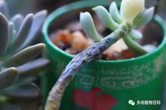 多肉植物杀虫除菌药,多肉植物怎么杀菌用什么药物杀