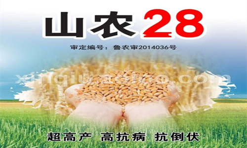 小麦品种山农28高多少公分,山农28小麦种子价格