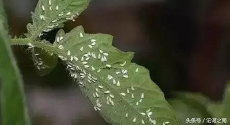 路边上白色的小飞虫是什么,街上突然出现很多小飞虫什么原因