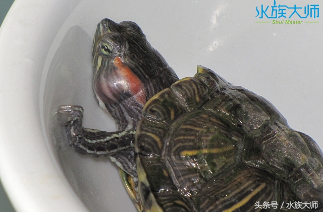 龟中耳炎取出依然肿,龟中耳炎的症状与治疗