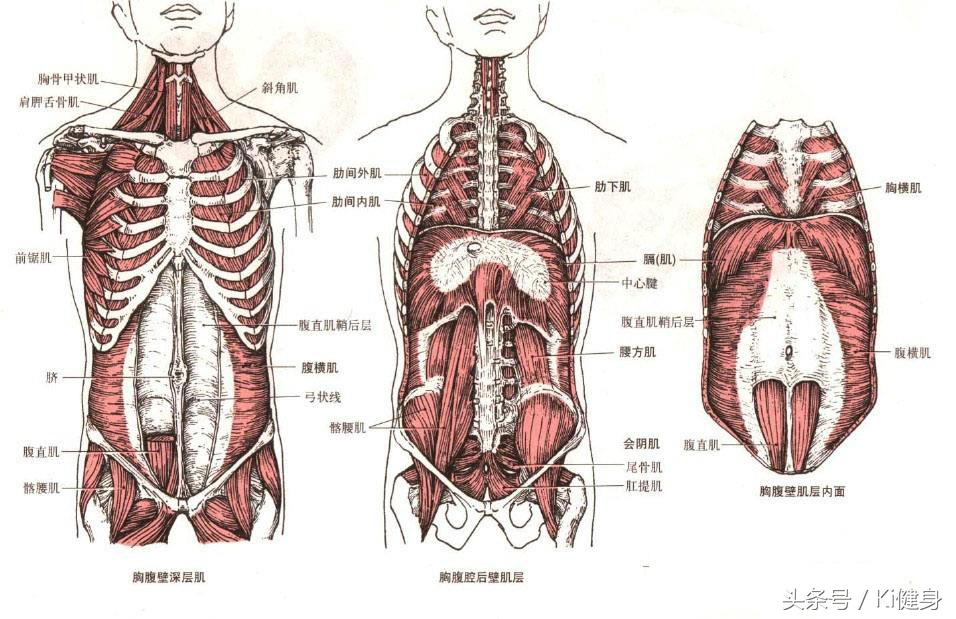腹直肌及腹直肌分离,腹直肌脐部分离