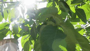 麻核桃蓟县,蓟县野生麻核桃图片