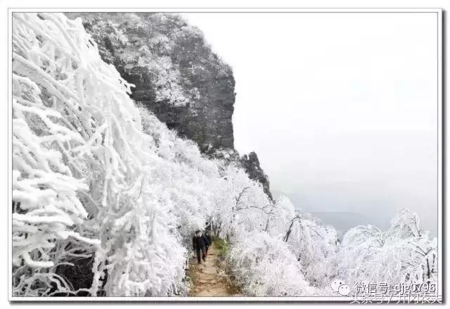 鹅岭瞰胜楼历史,鹅岭茶叶
