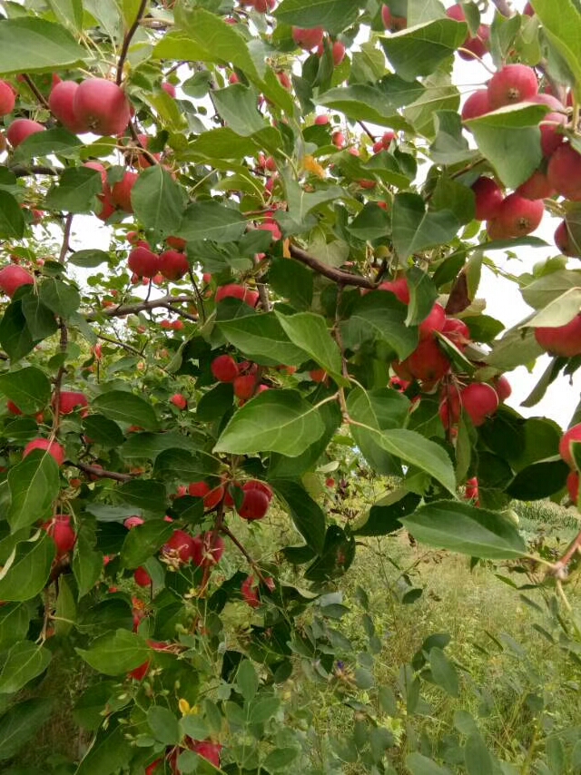 没有榨汁机怎么用瓶子榨果汁,没有榨汁机怎么可以做成汁