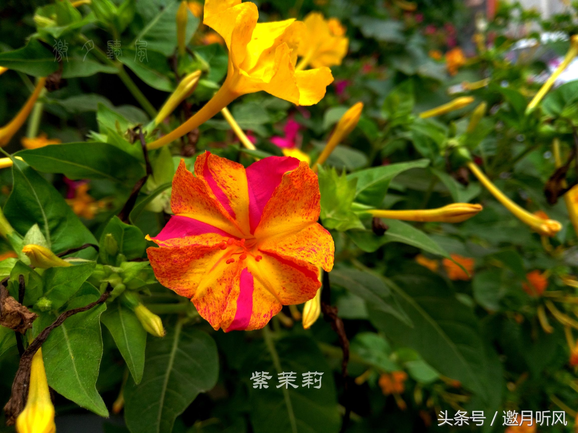 质朴玲珑——紫茉莉