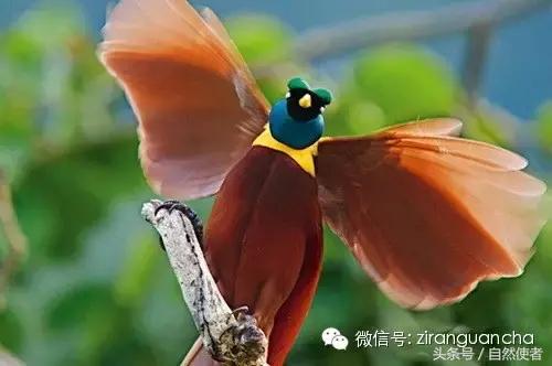 大卫爱登堡2024,美得令人窒息英文