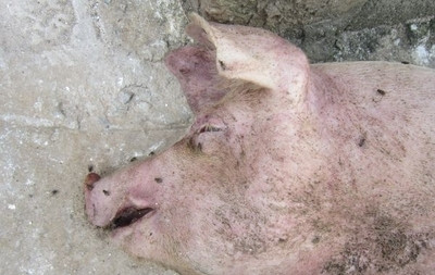 中猪突然倒地的原因,猪主倒地突然死亡什么原因