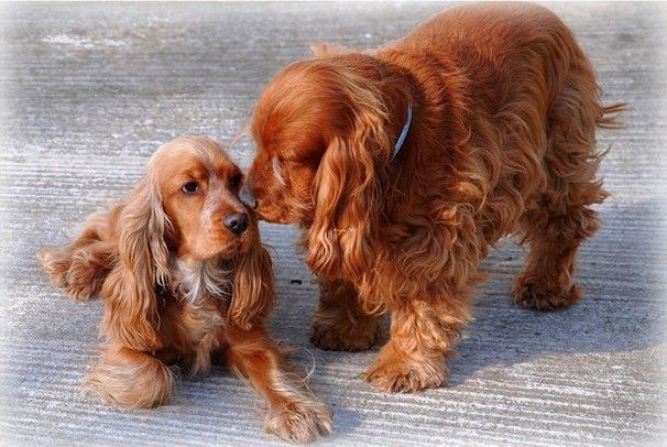 性格很好的宠物狗有哪些,非常忠诚温顺的十种狗