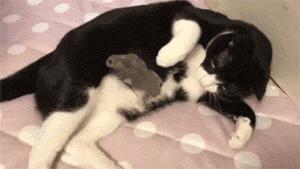 猫笑的样子和正常样子,猫笑起来瘆人