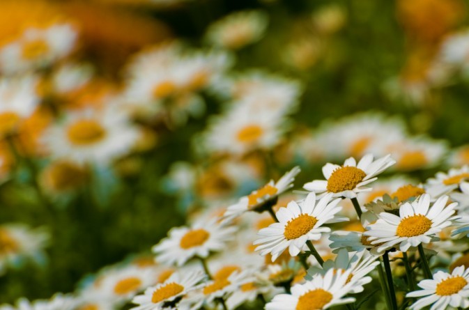 摄影小景深效果图,摄影景深知识大全